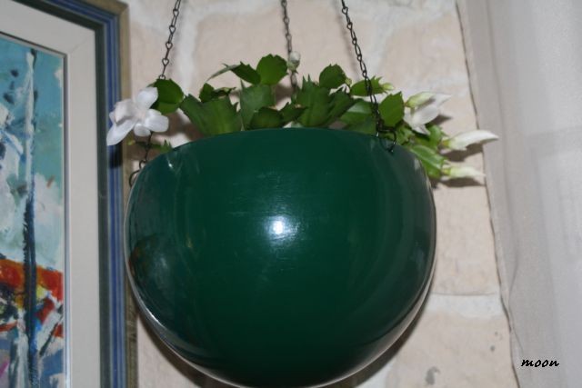 božićnjak